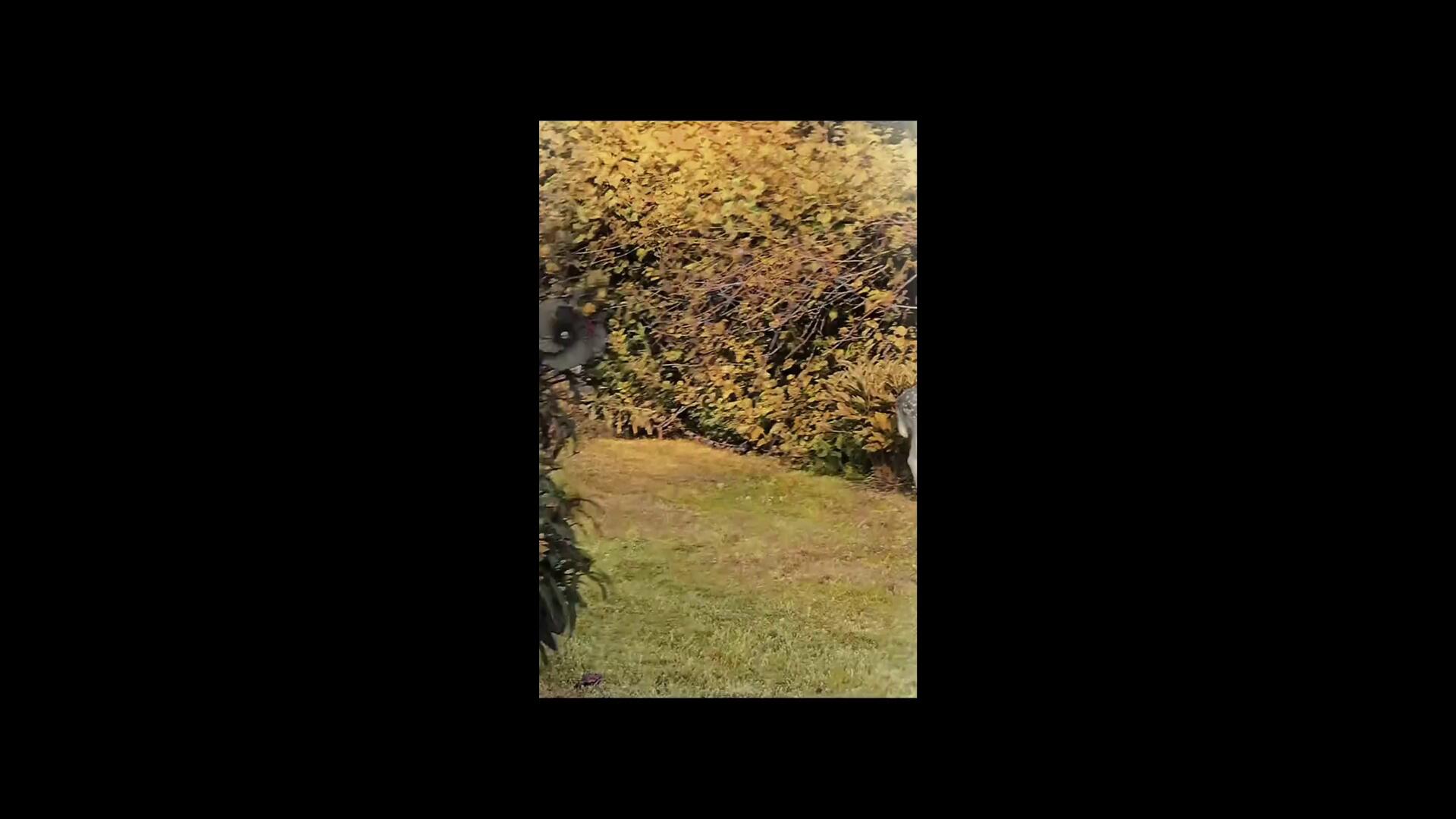 hora-i TikTok - "Fawn"